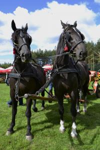 Fot. Paulina Szyplik